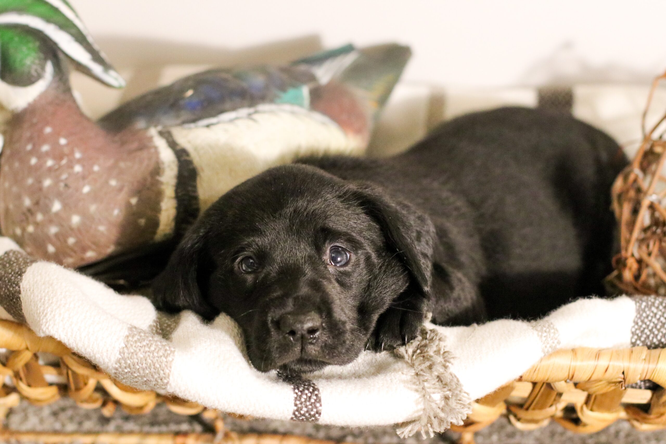 Previous puppy 1