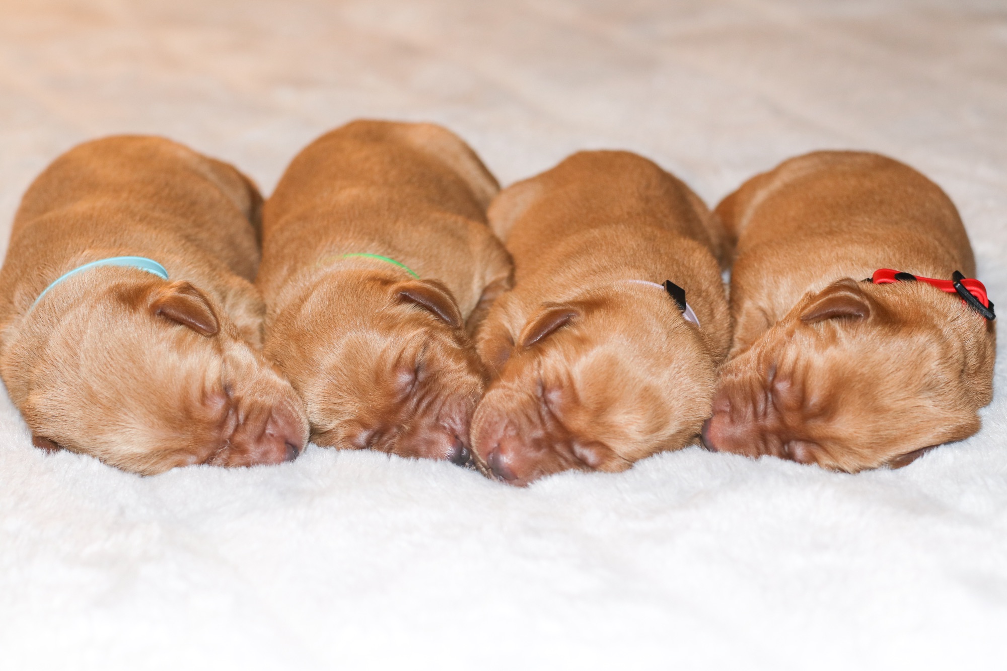 Previous puppy 3