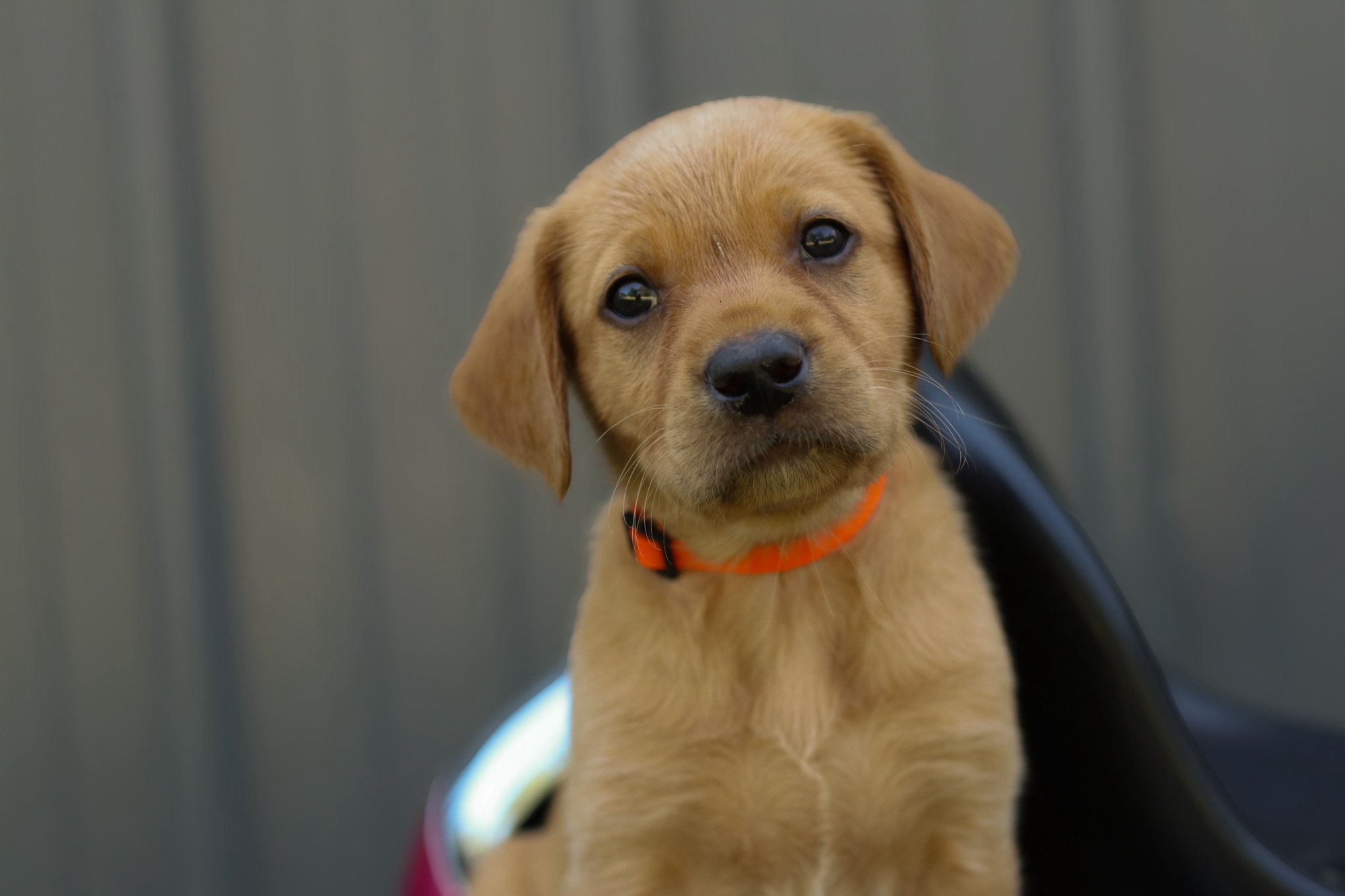 Previous puppy 9