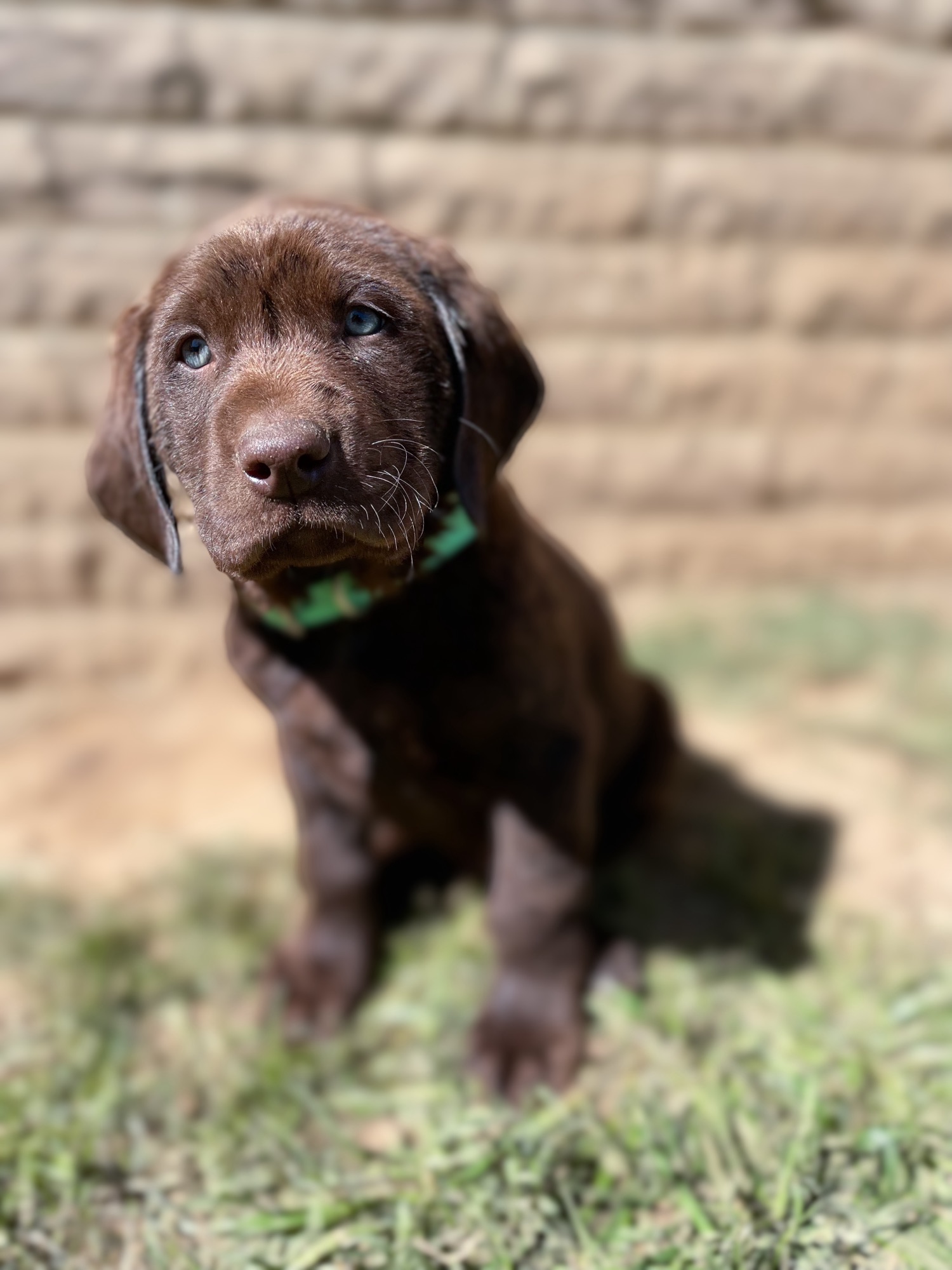 Previous puppy 11