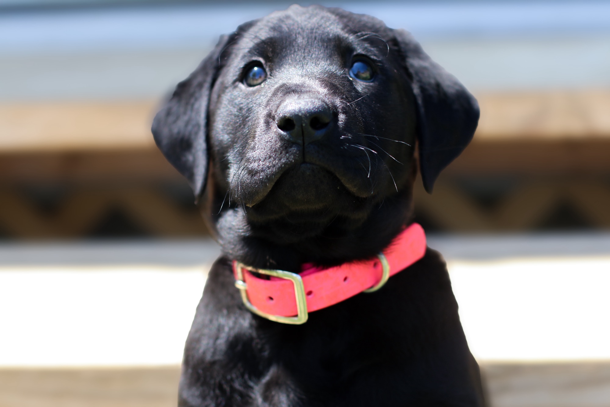 Previous puppy 13
