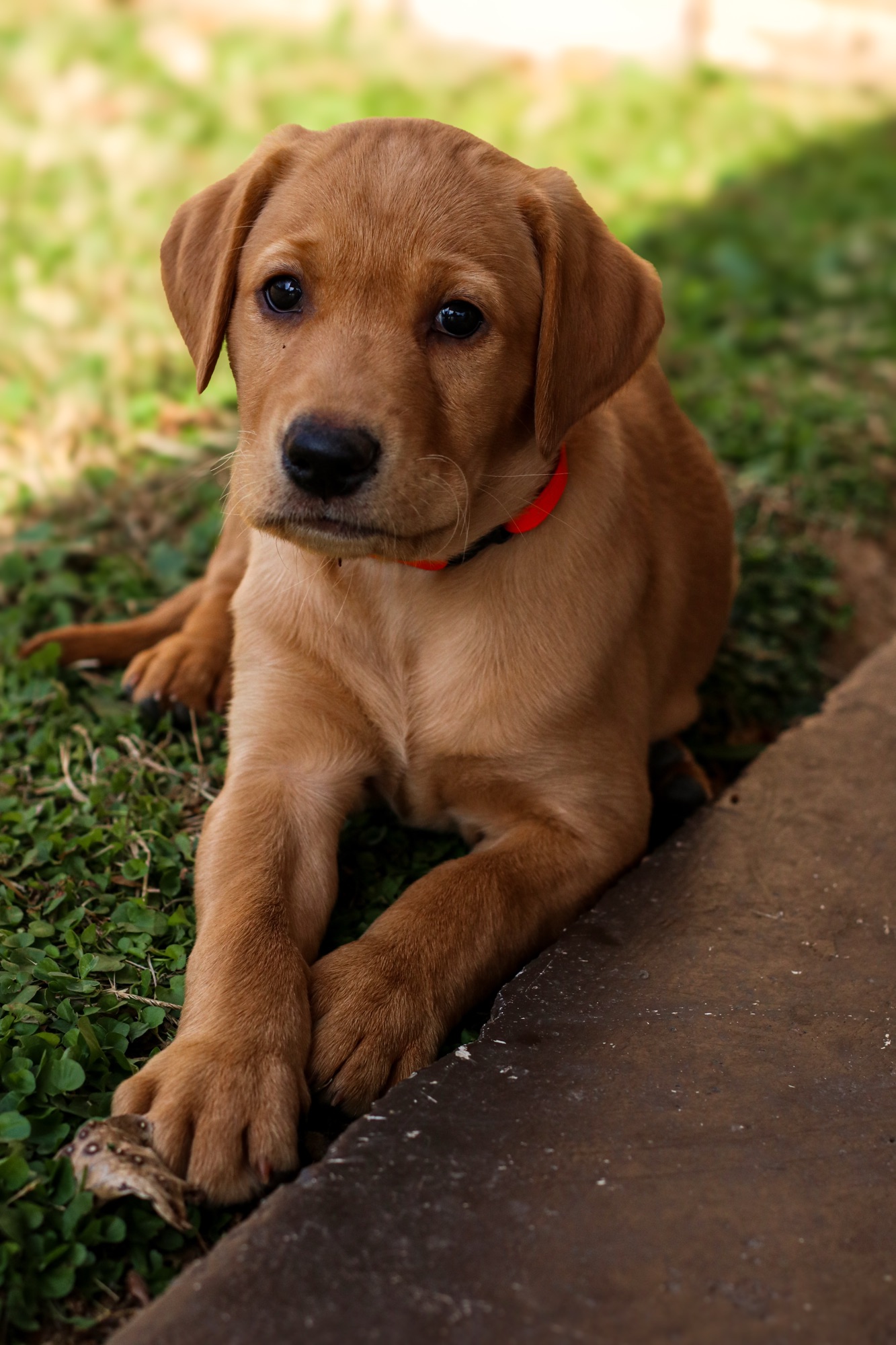 Previous puppy 16