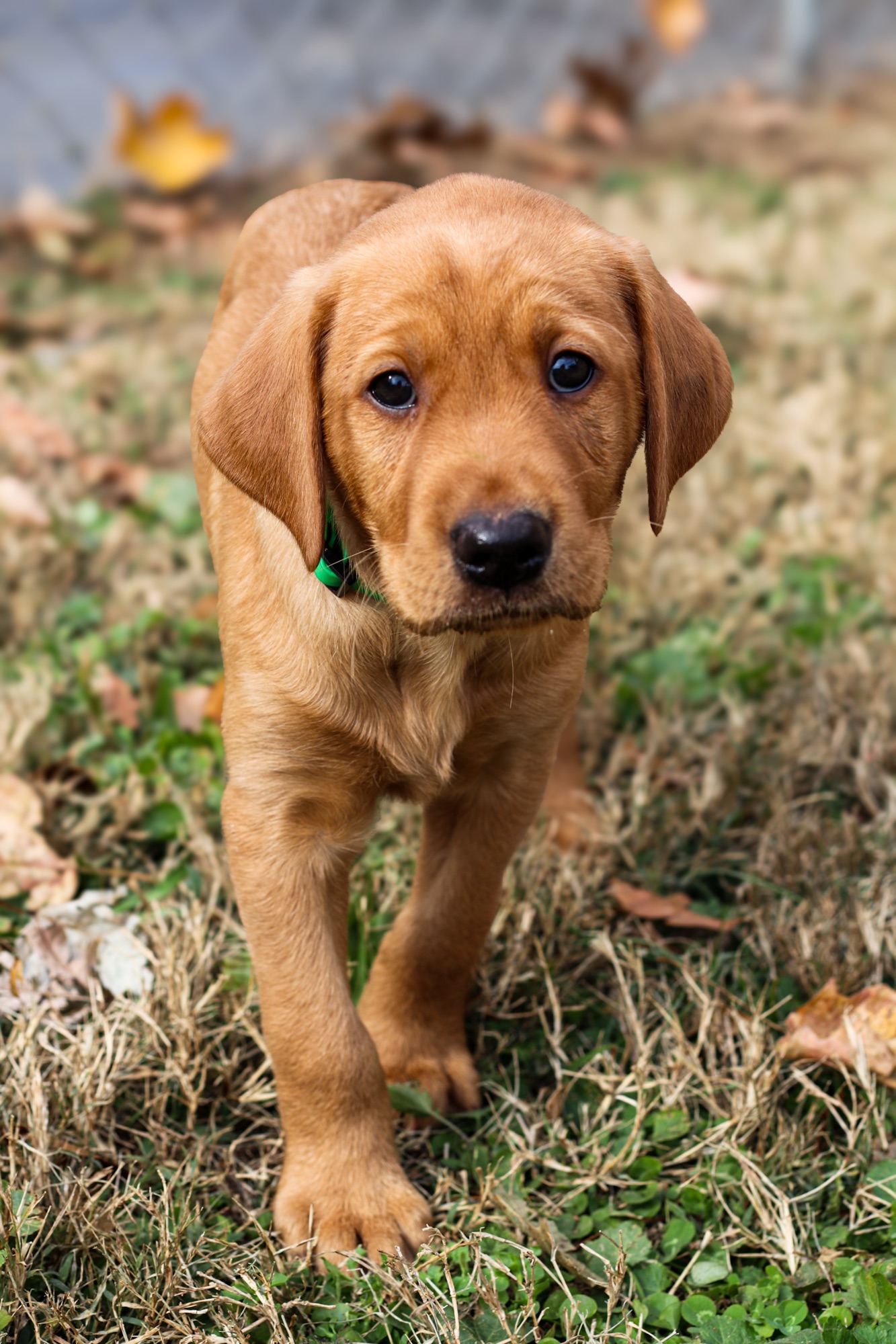 Previous puppy 20