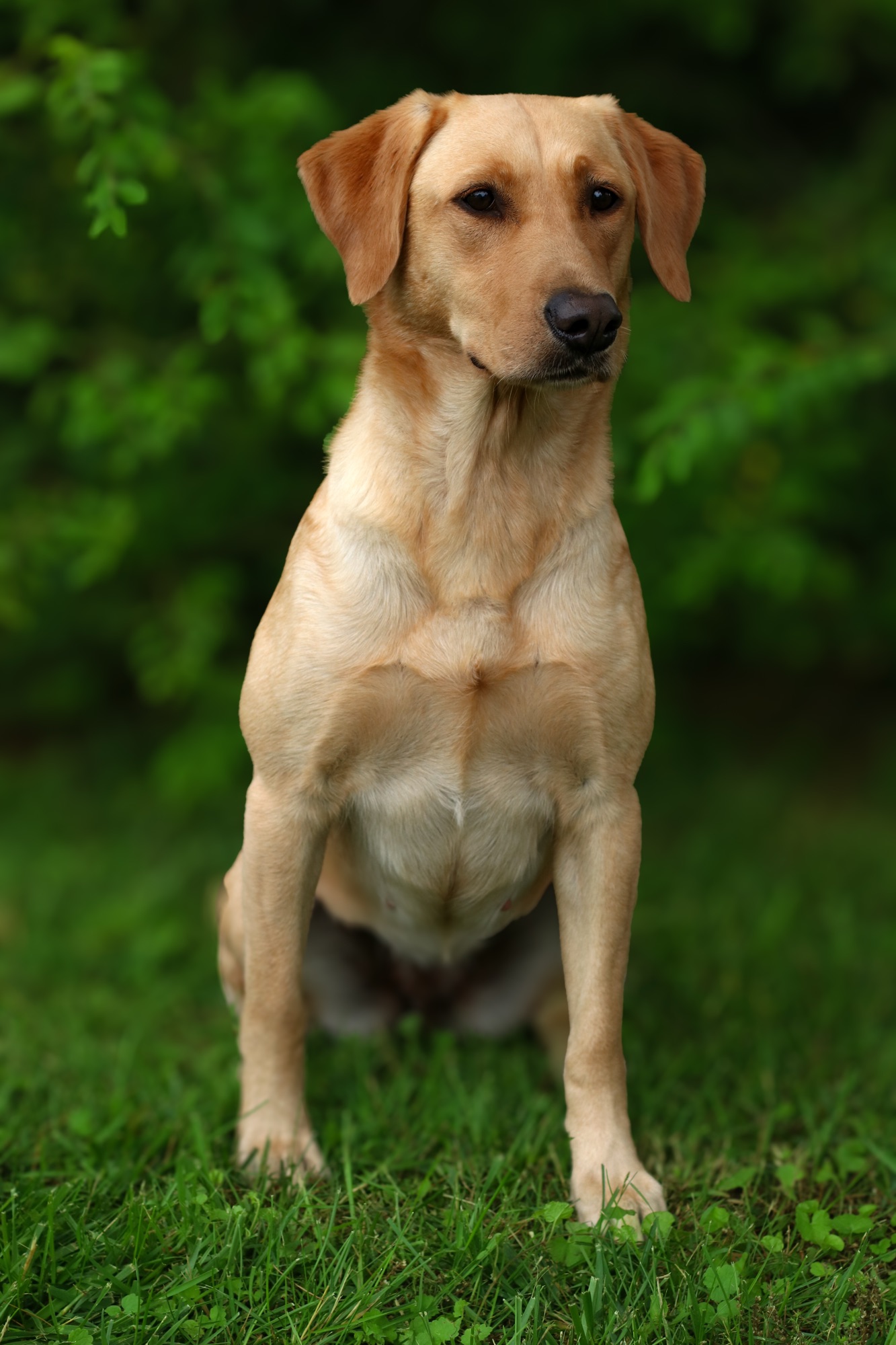 Mama dog 8
